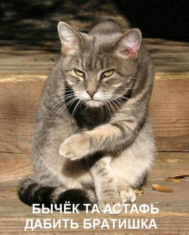 Кошак-куряка