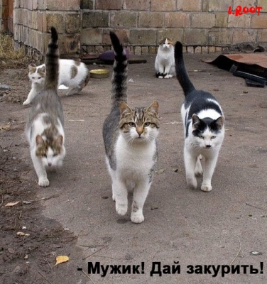 Кошаки отжигают