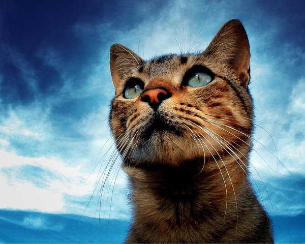 кавайный котег